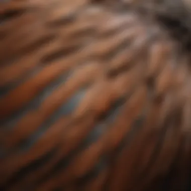 Close-up of a bird's feathers, indicating possible health concerns.