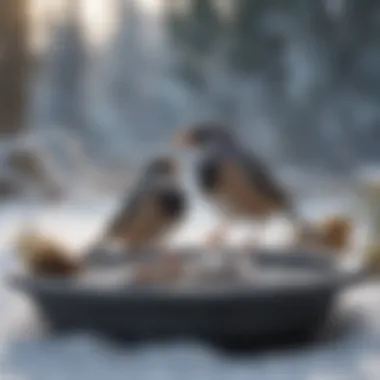 A close-up of birds enjoying a heated bird bath amidst a snowy landscape