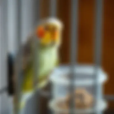 Bird enjoying its food from a secure replacement cup