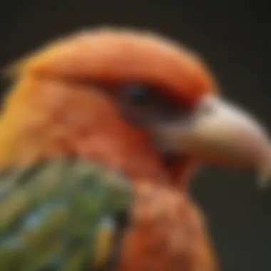 A colorful array of various bird species showcasing their unique features