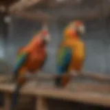 Spacious parrot breeding cage with natural wooden perches