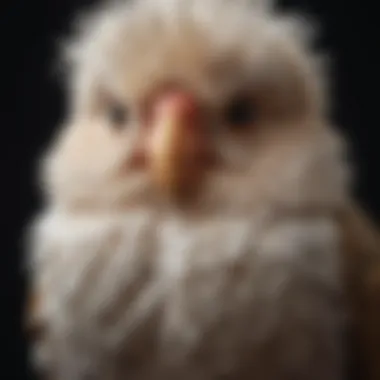 Close-up of a pet bird with ruffled feathers, indicating discomfort