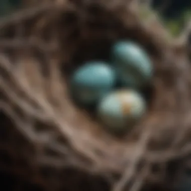 Close-up of robin eggs in a nest