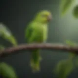 A vibrant green parakeet perched on a branch, showcasing its bright feathers and inquisitive nature.