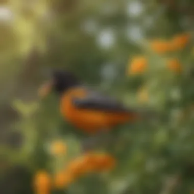 A colorful oriole perched on a branch, feeding from a bright nectar dish surrounded by lush greenery.