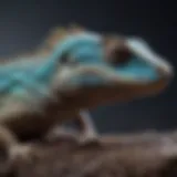 Close-up of a lizard basking under UV light