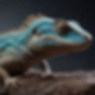 Close-up of a lizard basking under UV light