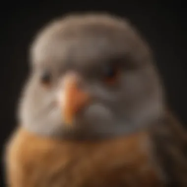 Curious Bird in Low Light A close-up of a bird's face, expressing curiosity in low light.