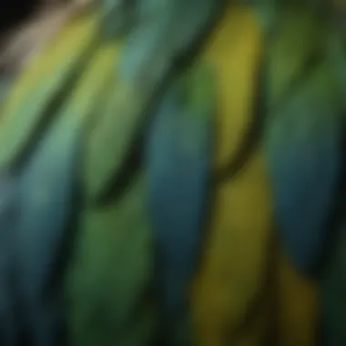 A close-up of parakeet genetics reflected in feather patterns