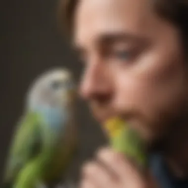 A close-up of a budgerigar interacting with its owner