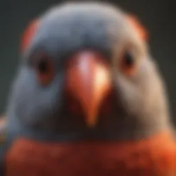 Close-up of a pet bird showcasing its vibrant red cheeks.