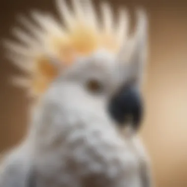 Close-up of a cockatoo displaying its feathers