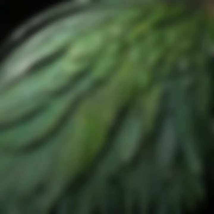 Detailed close-up of Quaker parrot feathers