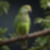 Vibrant Quaker parrot perched on a branch