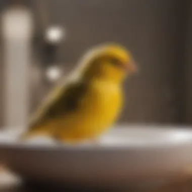 A canary bathing in a shallow dish