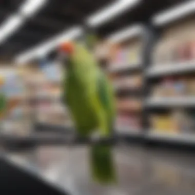 Display of bird supplies at a pet store