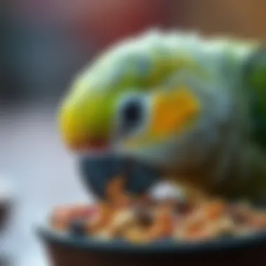 A close-up of a parrot enjoying a seed mixture