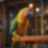 A vibrant parrot perched on a colorful playset