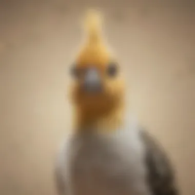 Trust Illustrated: Cockatiel on Head A serene scene of a cockatiel resting on a person's head in a calm environment, illustrating trust.