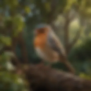 Ideal Outdoor Environment for Birds A serene outdoor setting with a variety of trees and foliage, perfect for birds