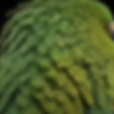 Close-up of green cheeked parakeet showing intricate feather patterns