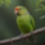 Vibrant green cheeked parakeet perched on a branch