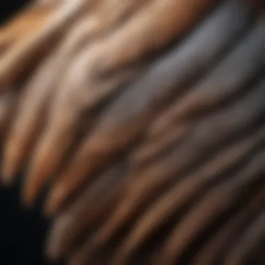 Close-up of a bird's wings showing feather details