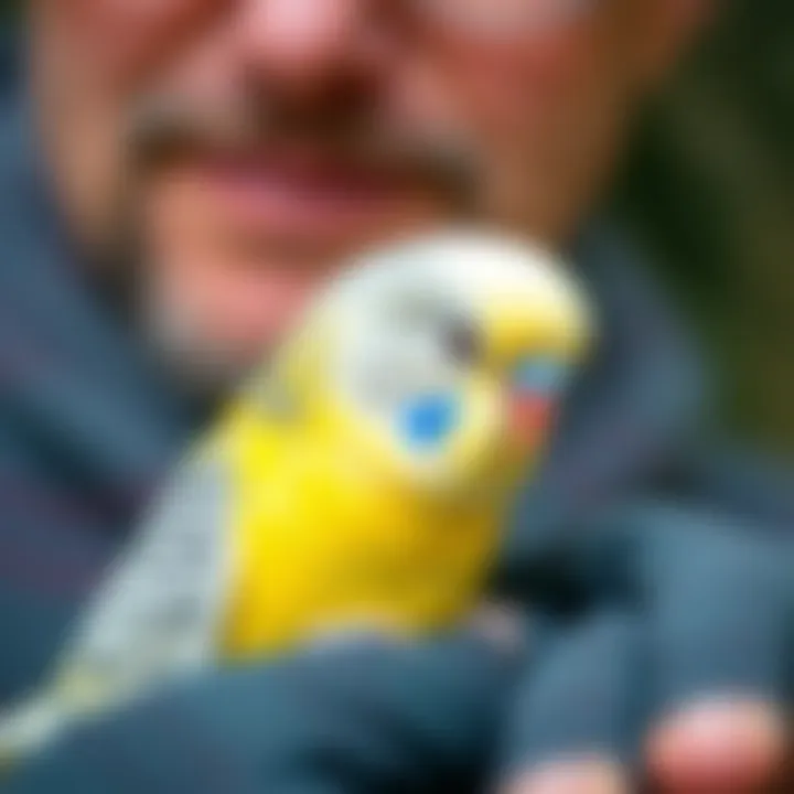 A close-up of an owner gently interacting with a pet budgie.