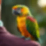 A vibrant parrot perched on a shoulder, showcasing a bond.