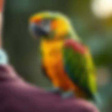 A vibrant parrot perched on a shoulder, showcasing a bond.