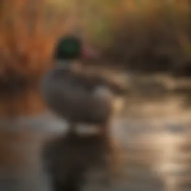 Conservation efforts in wetlands critical for waterfowl along the flyway.