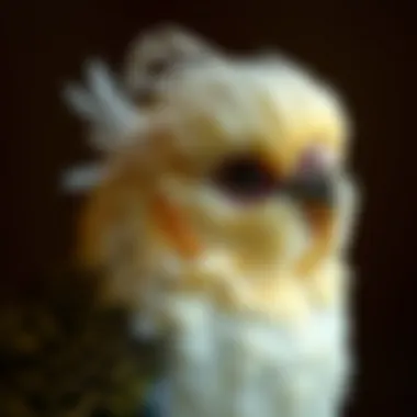 A pet bird in a molting phase showing new feather growth