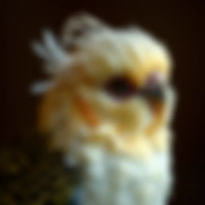 A pet bird in a molting phase showing new feather growth