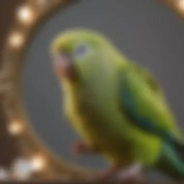 Parakeet Showing Signs of Stress A parakeet displaying signs of stress away from the mirror, illustrating potential drawbacks.