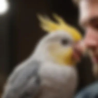 Cockatiel responding positively to cheek petting