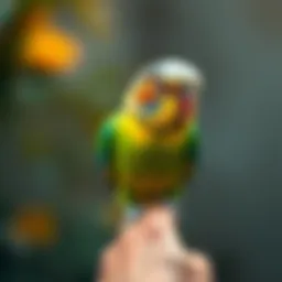 A vibrant parakeet perched on a finger
