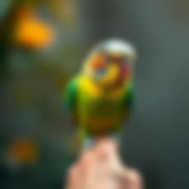 A vibrant parakeet perched on a finger
