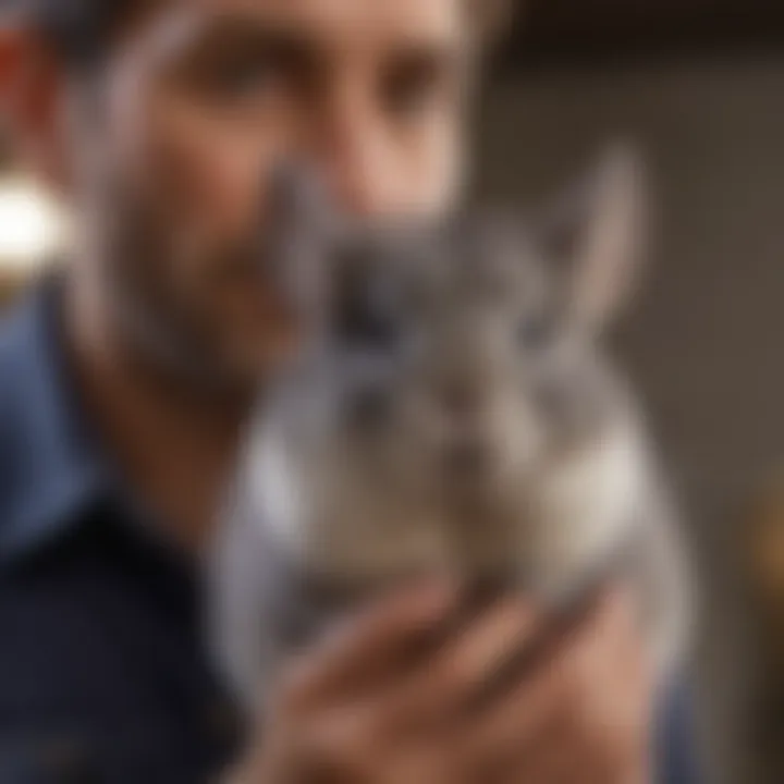 Chinchilla being held gently by a caring owner