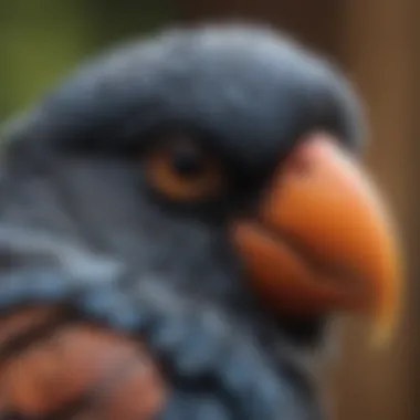Understanding Avian Sensitivity A close-up of a bird's beak and feathers highlighting their sensitivity.